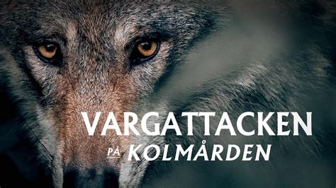 Varg kolmården dokumentär